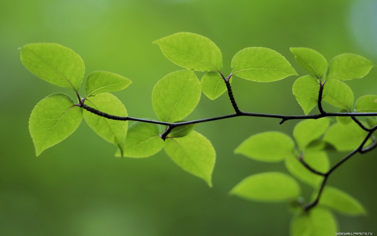 Ветка дерева