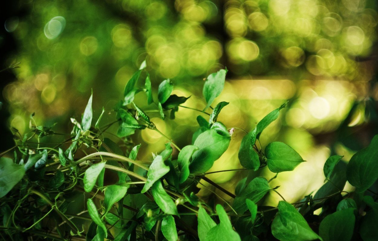 Обои с зелеными листьями