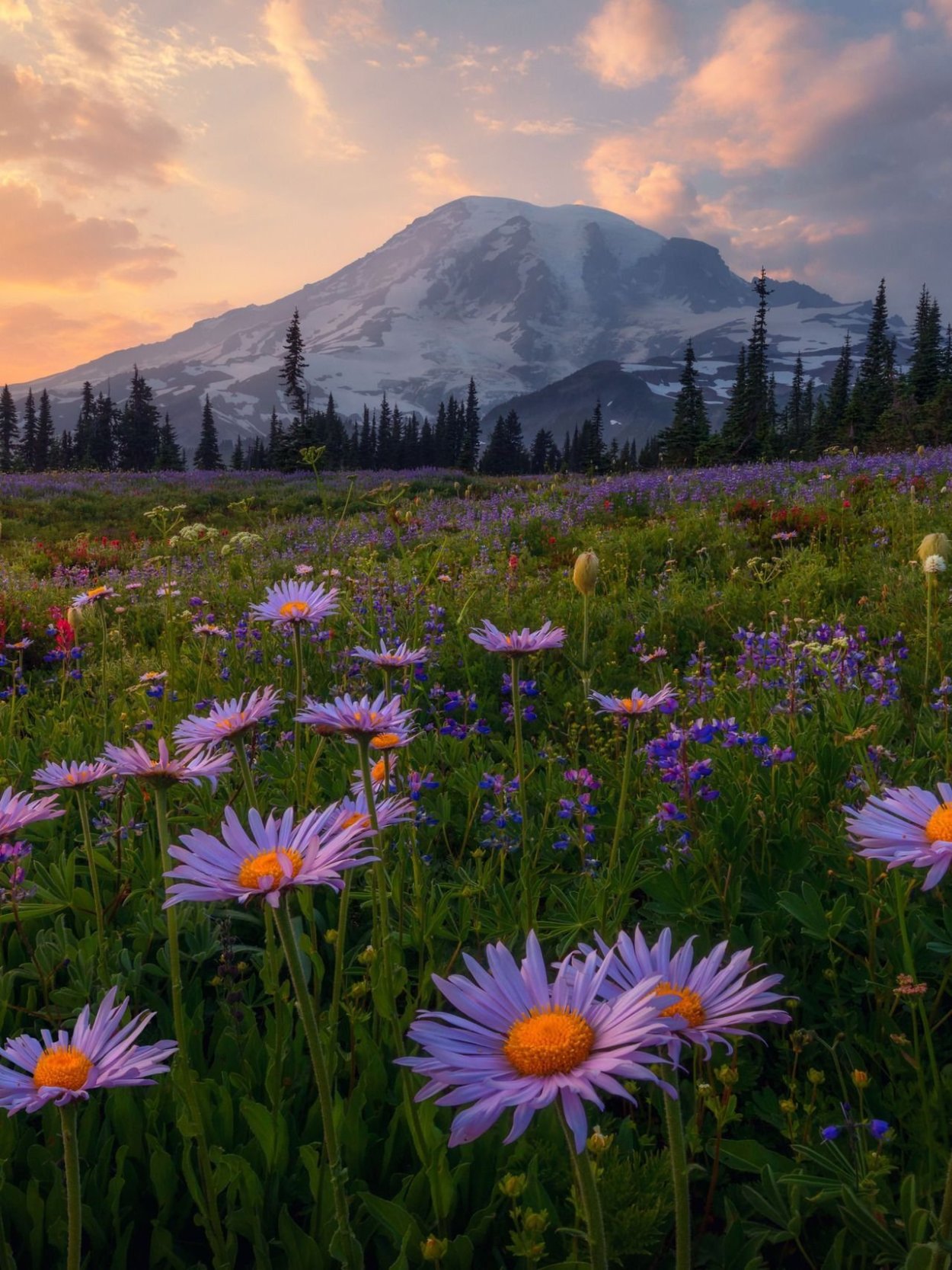 Поляна с цветами