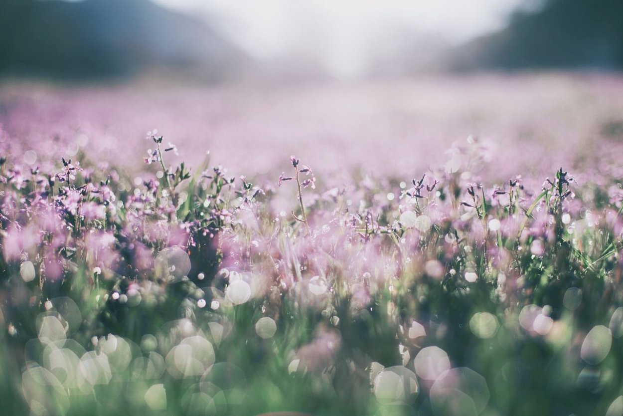 Природа в пастельных тонах