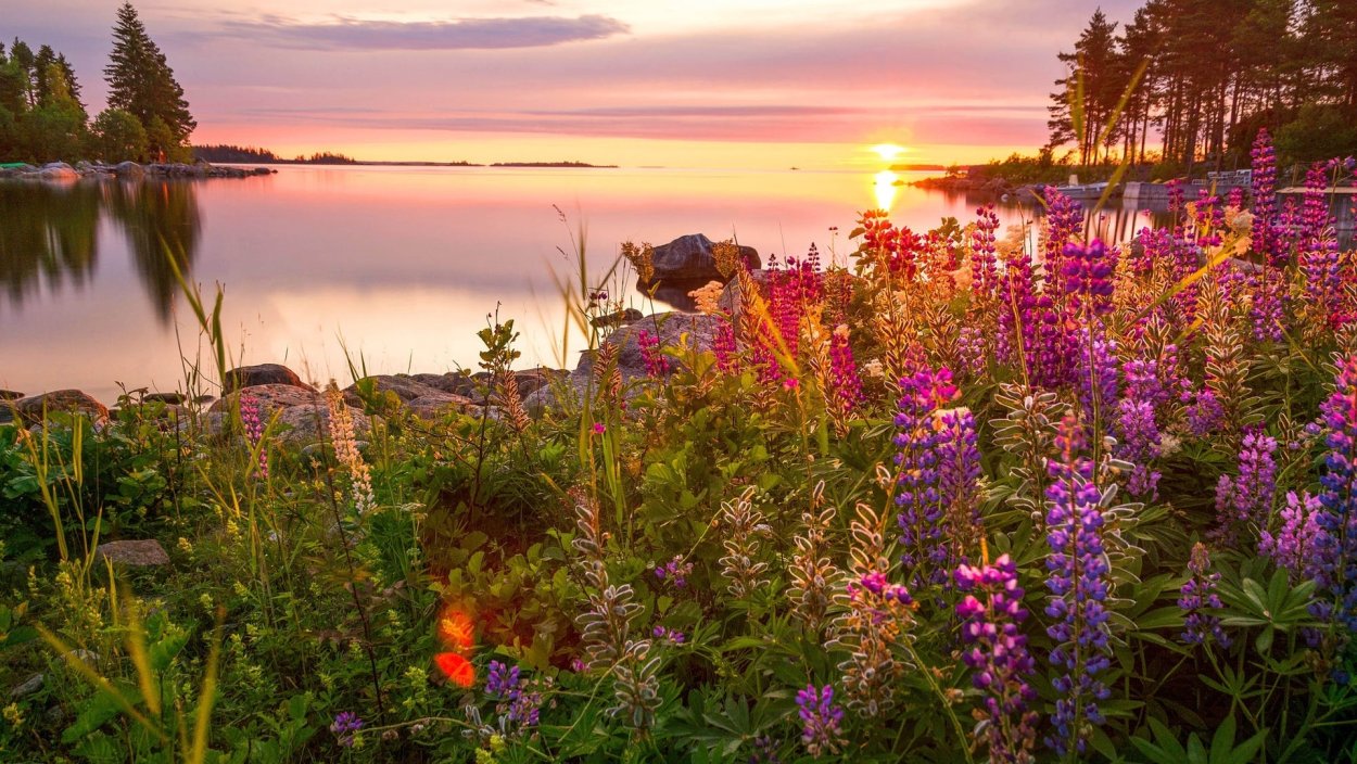 Люпины и Иван чай