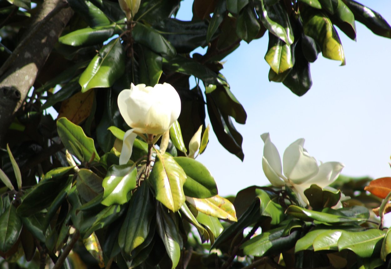Магнолия Лазаревское дерево