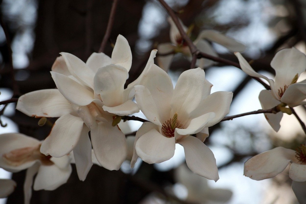 Магнолия иволистная