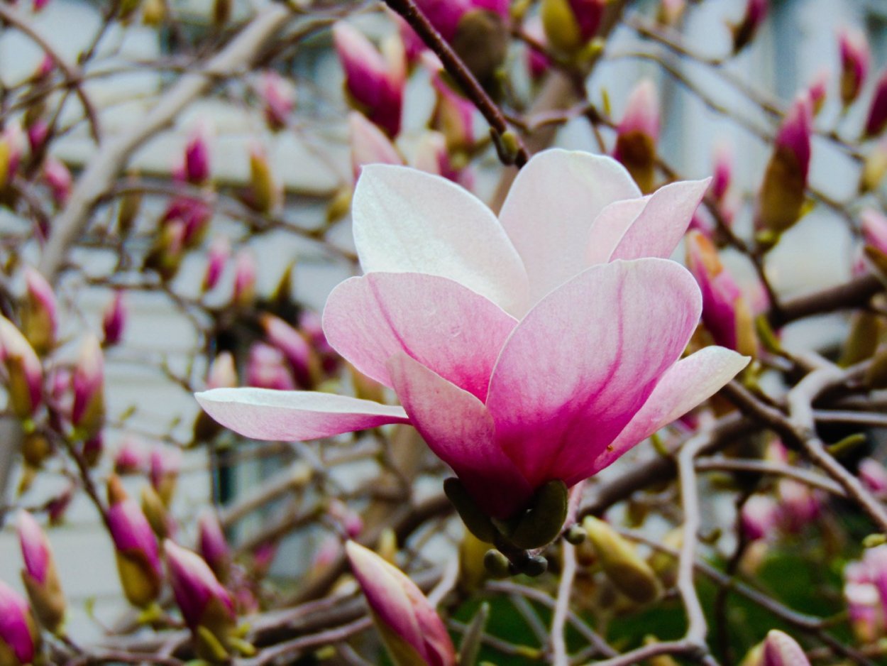 Магнолия Суланжа