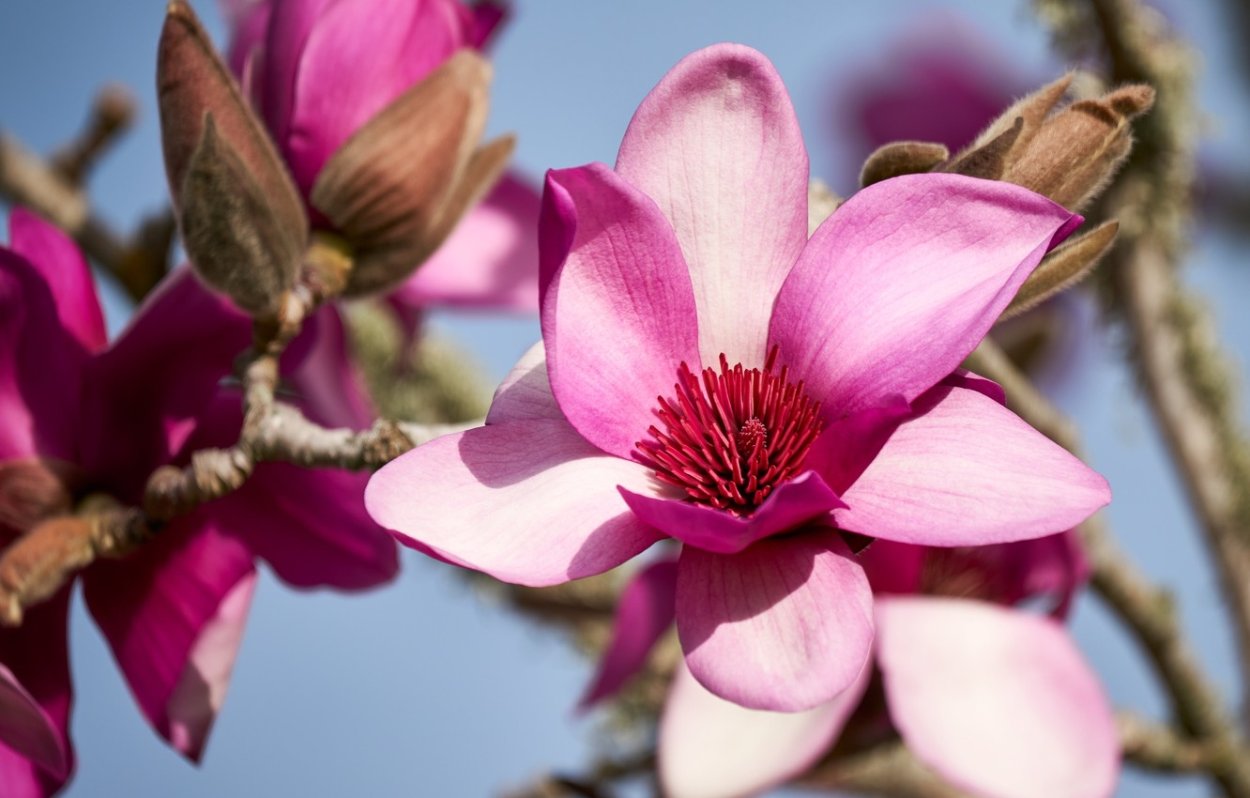 Магнолия Клеопатра