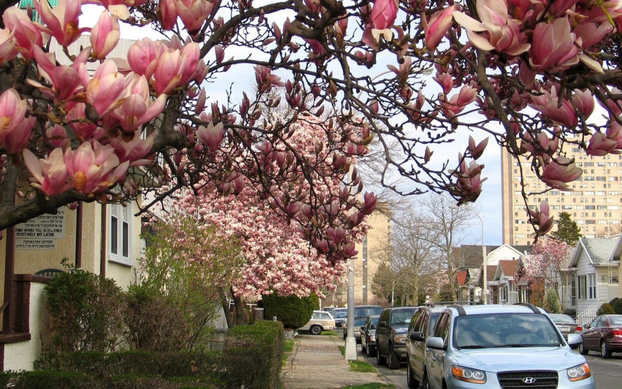 Тюльпановое дерево Сакура