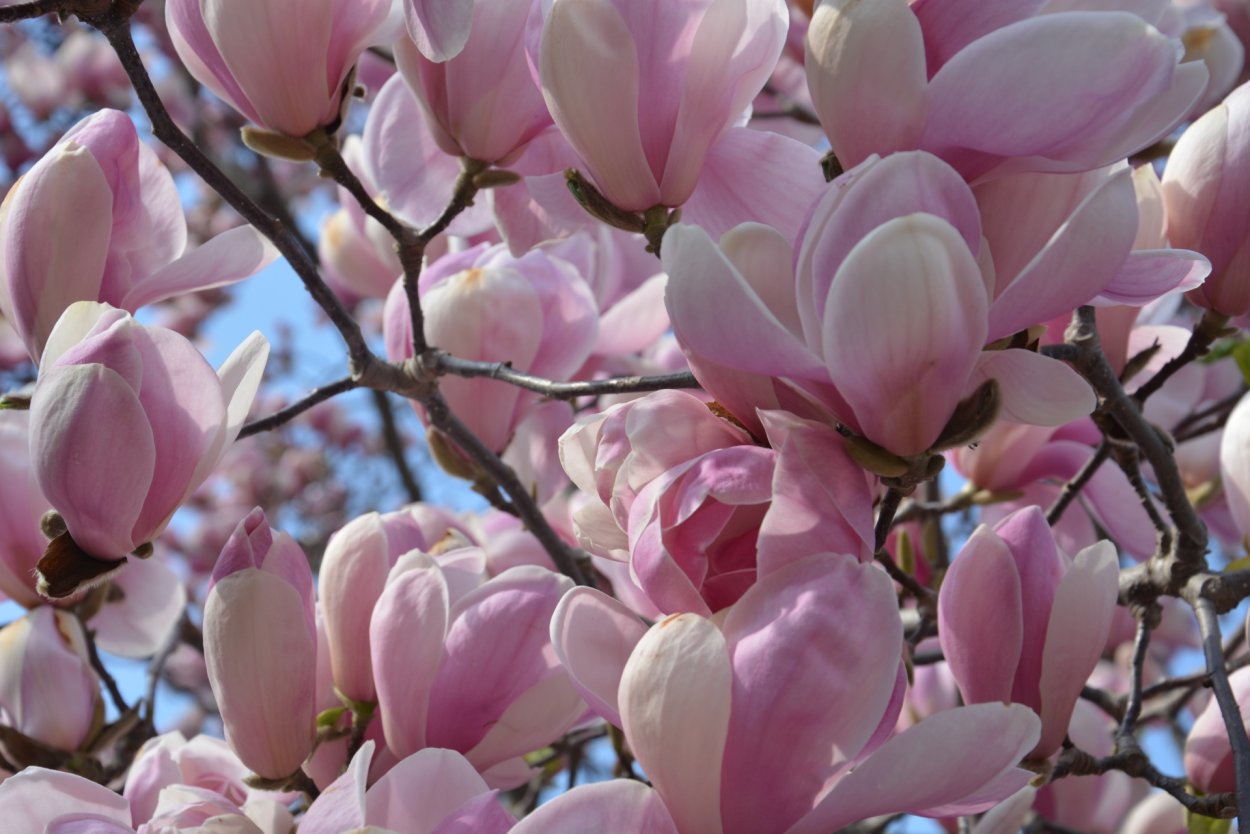 Магнолия Листопадная