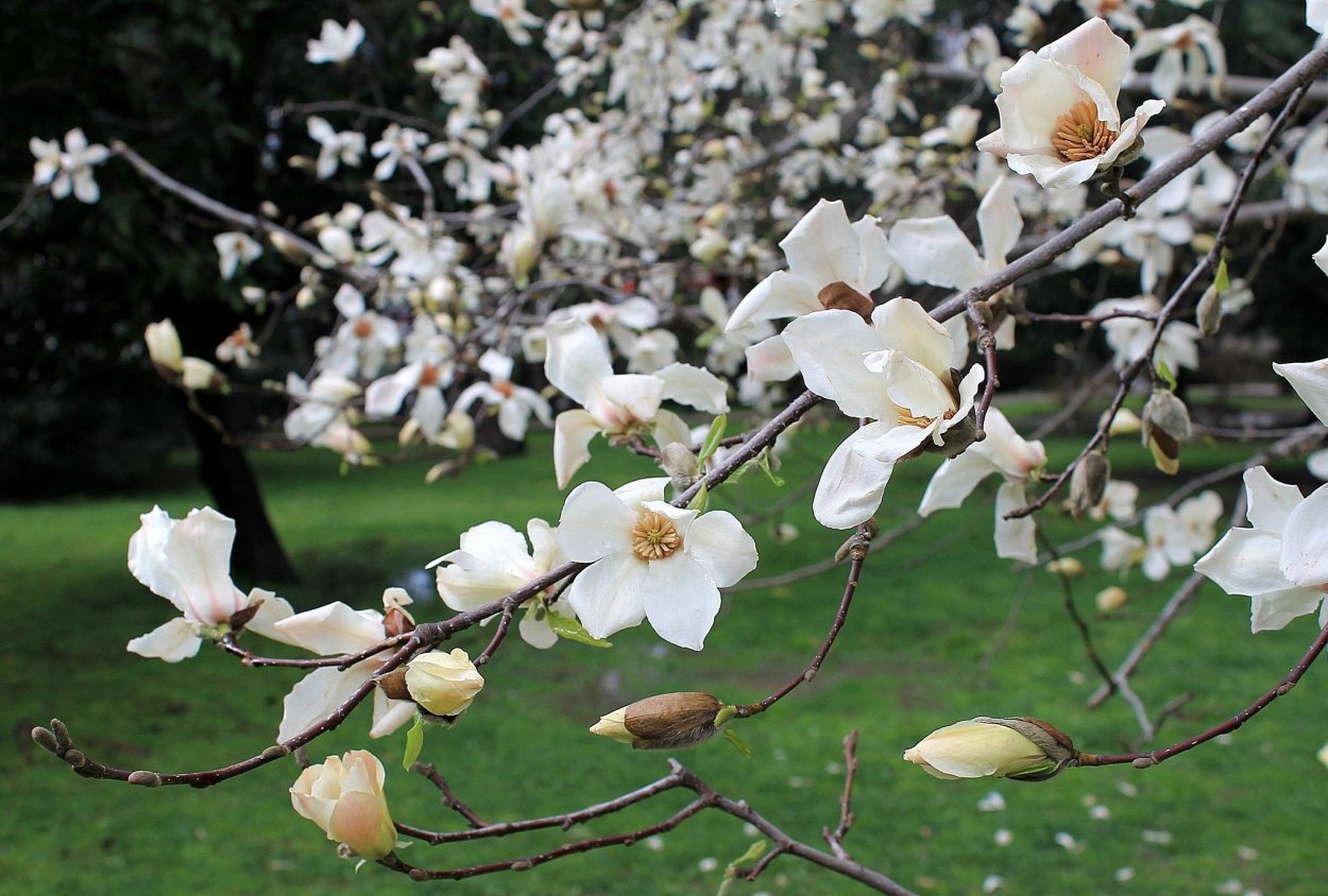 Магнолия крупноцветковая цветение