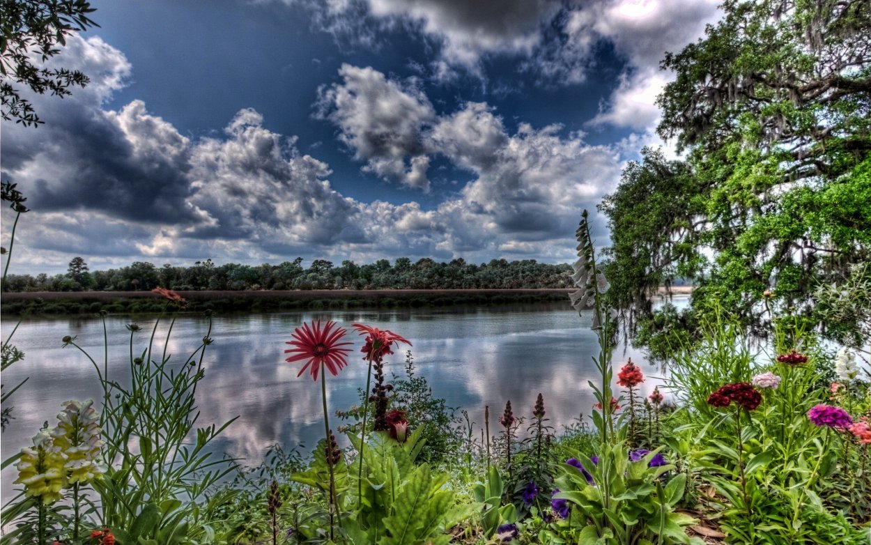 Лето река цветы