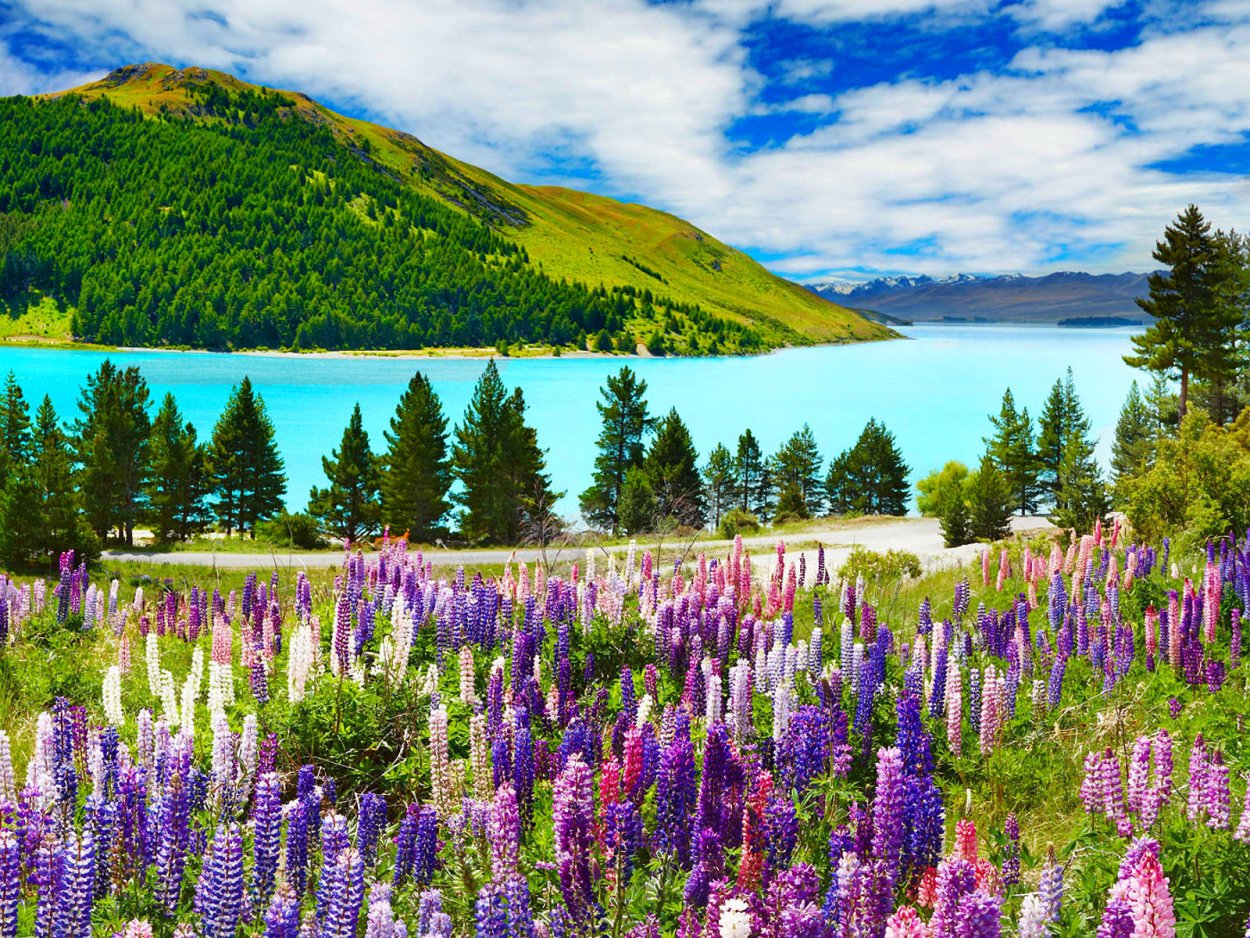 Долина люпинов остров Южный новая Зеландия