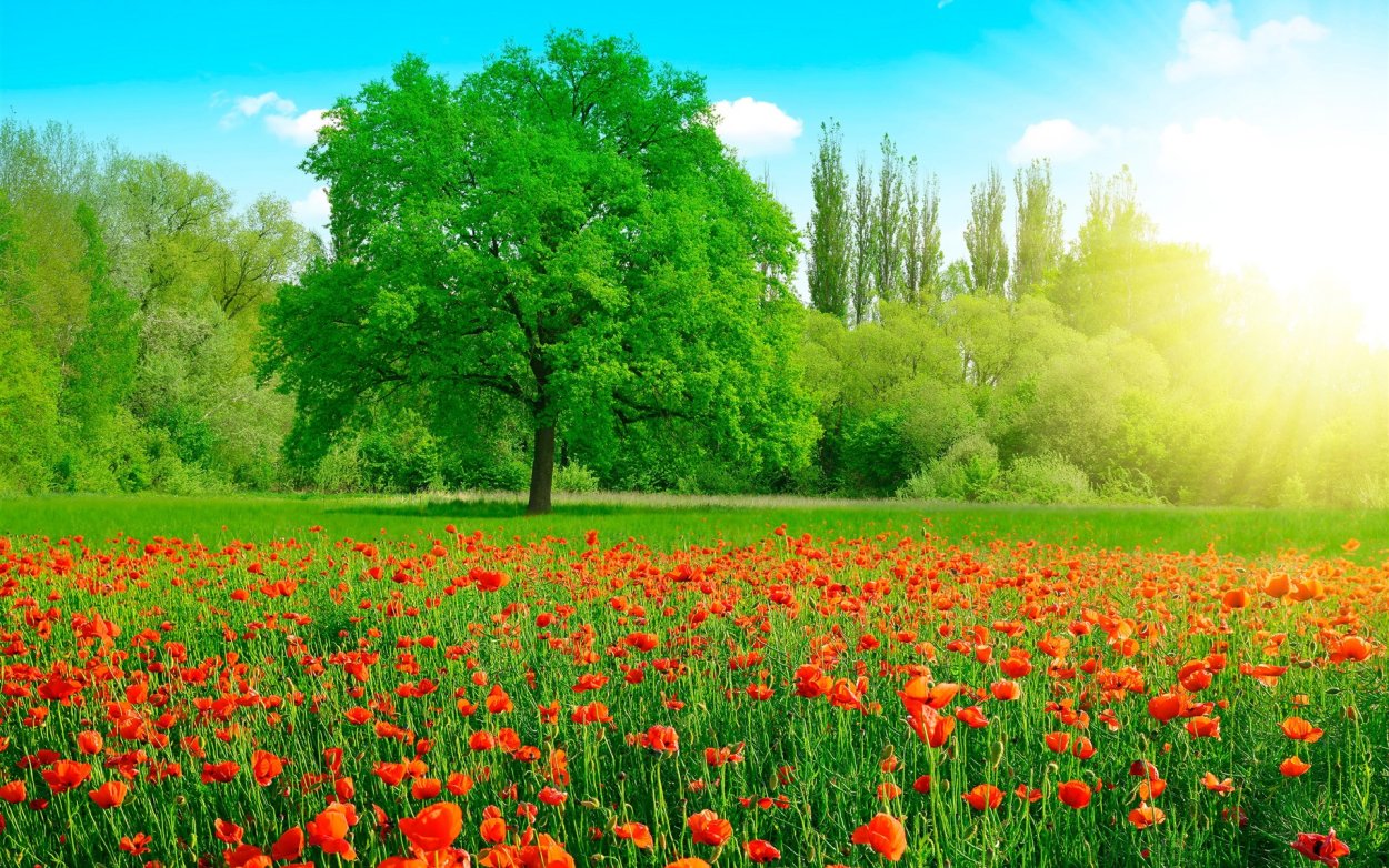 Летняя природа