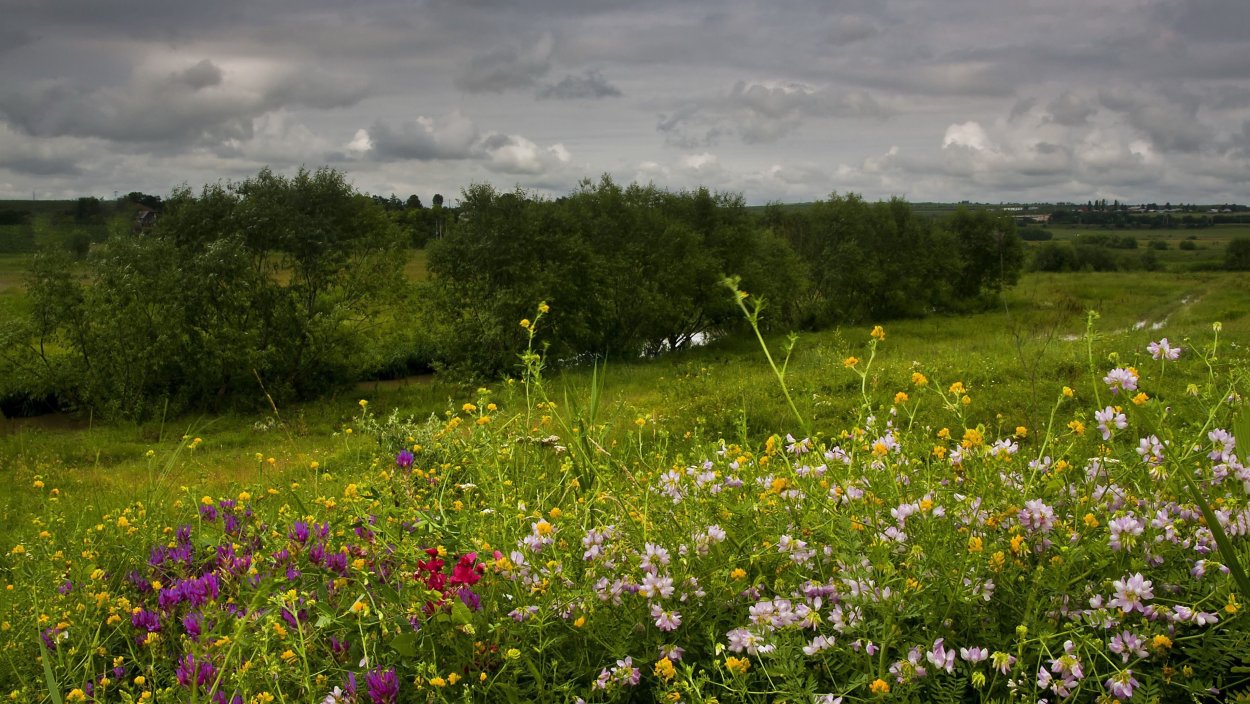 Толмачево Луга