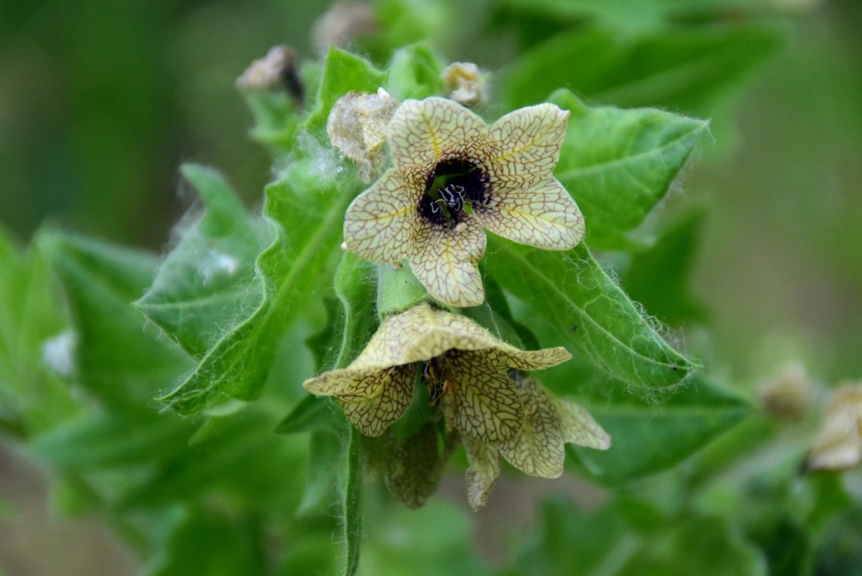 Красавка белена дурман