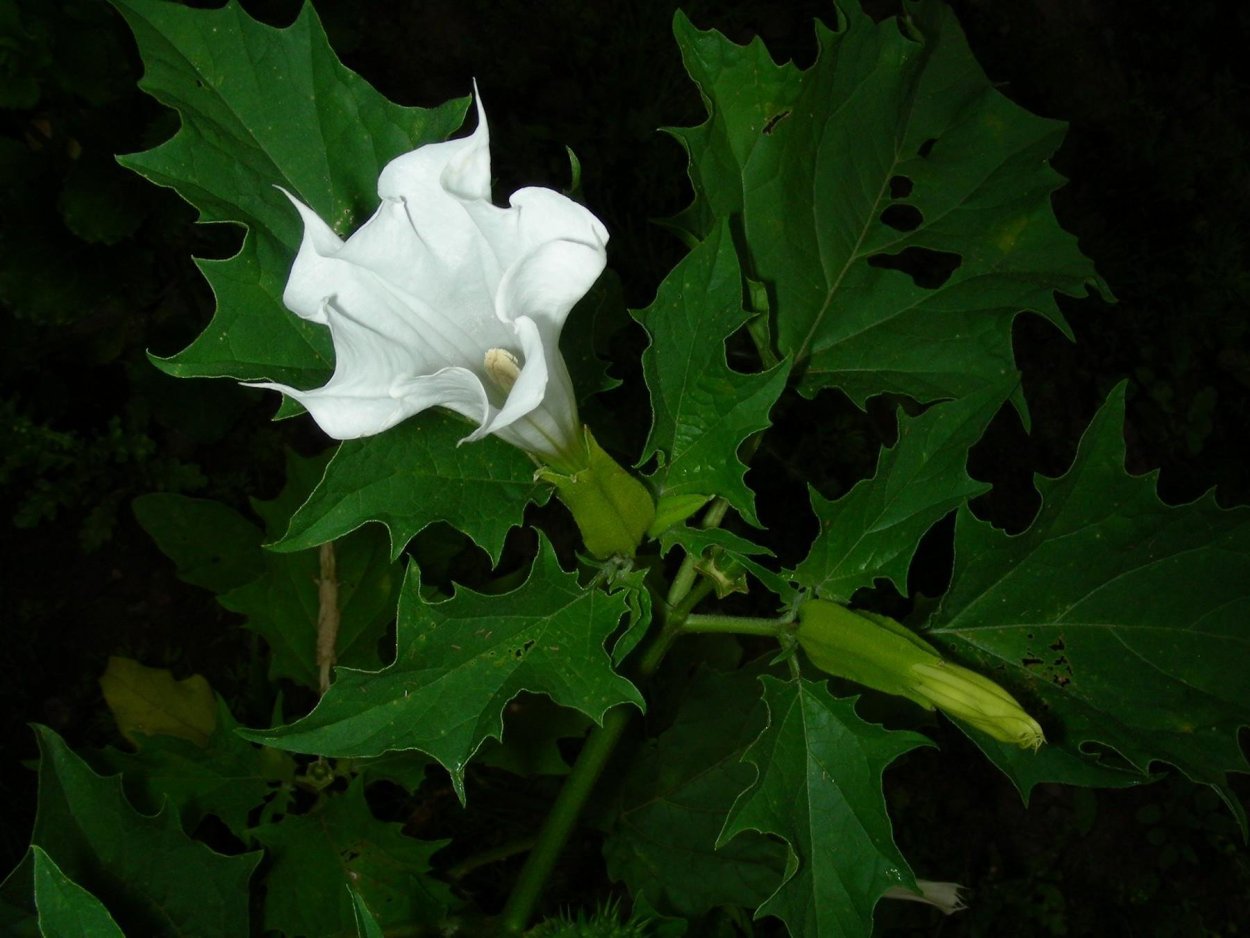 Белена белая и черная