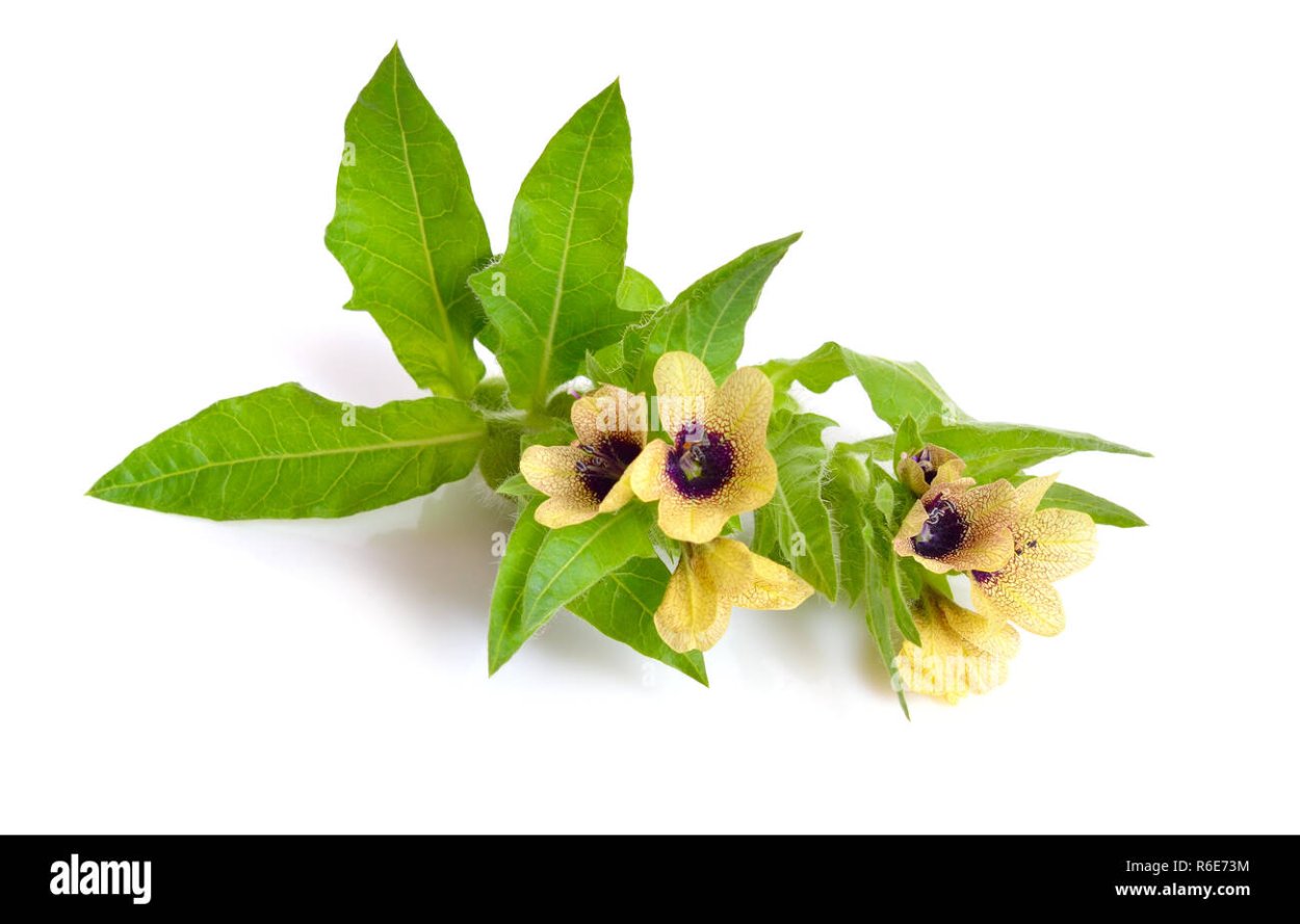 Белена черная (Hyoscýamus Níger)