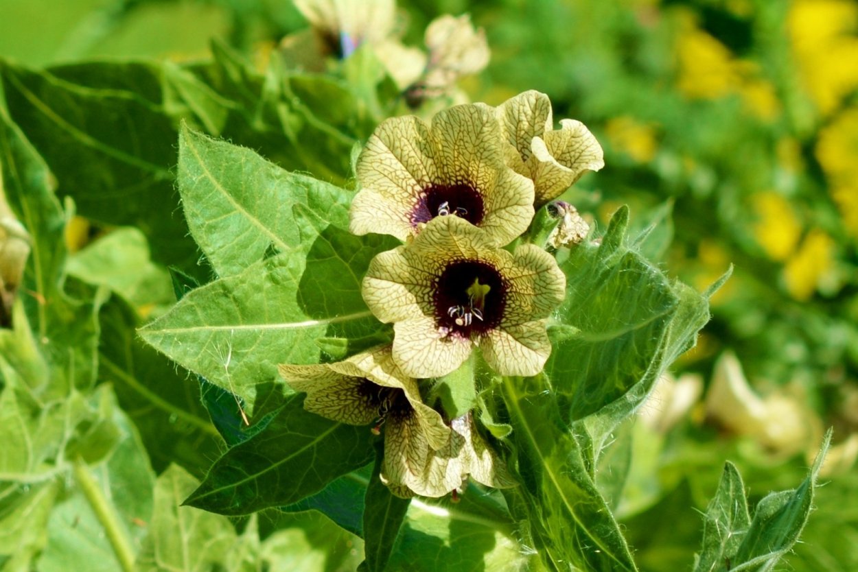 Белена белая и черная