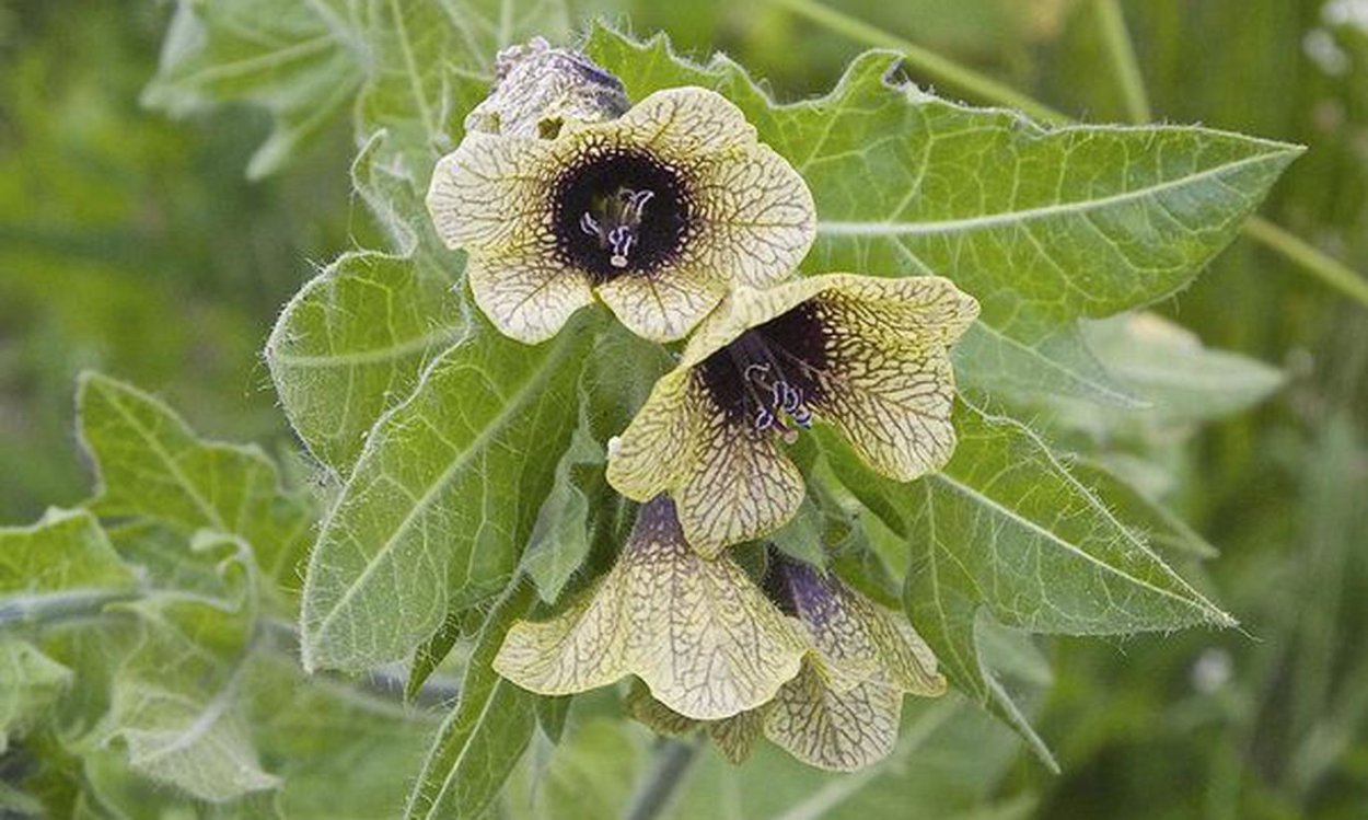 Белена ядовитое растение