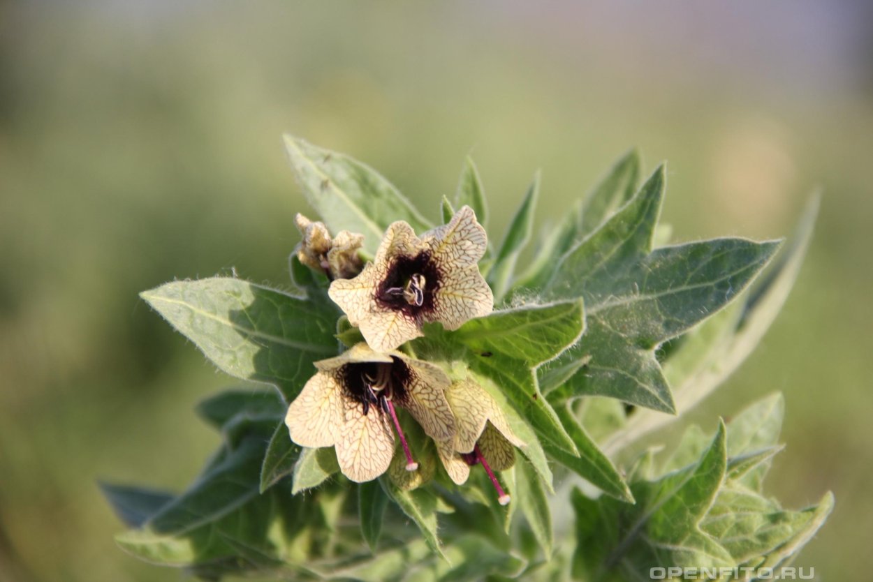 Дурман обыкновенный (Datura stramonium)