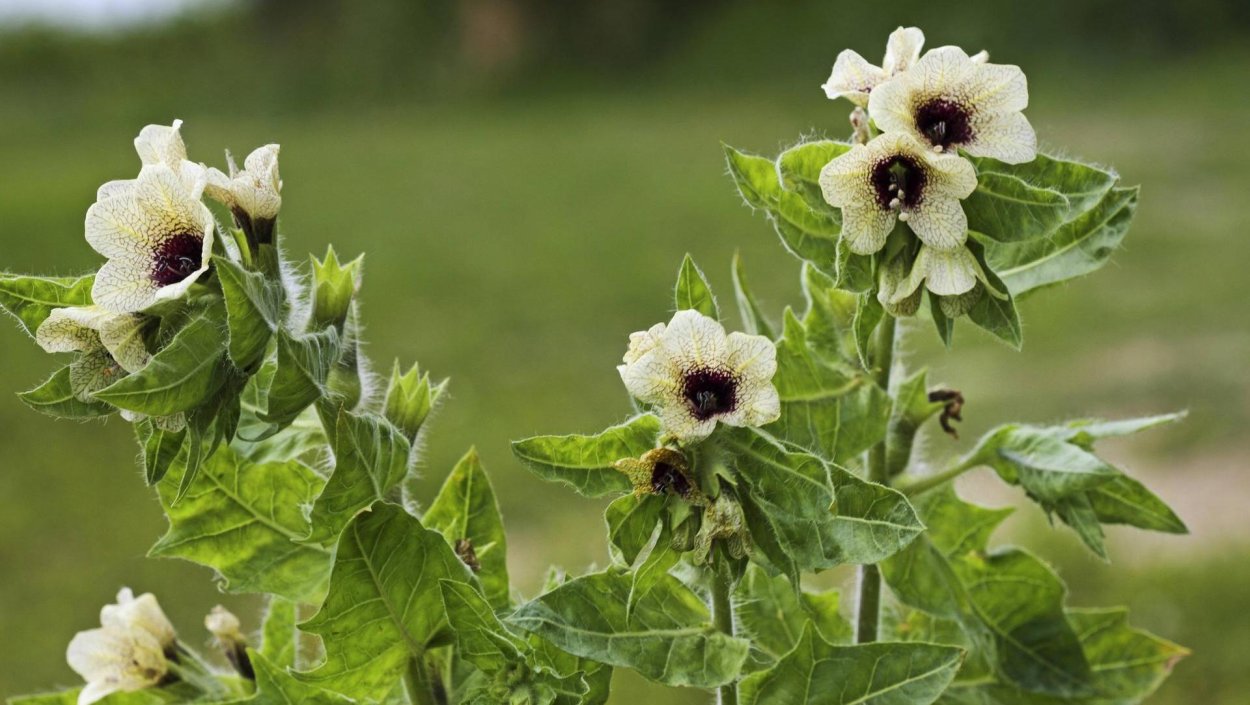 Hyoscyamus. Гиосциамус (белена).