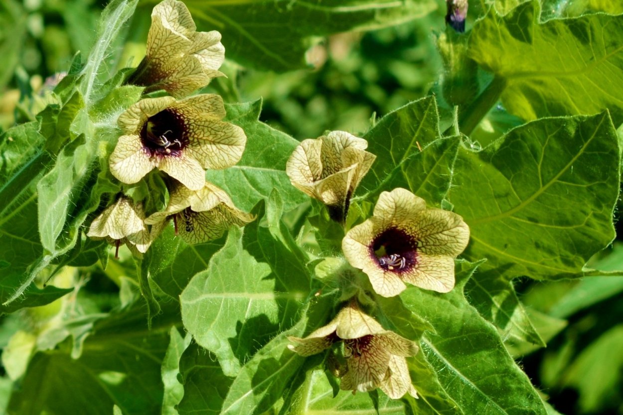 Белена чёрная