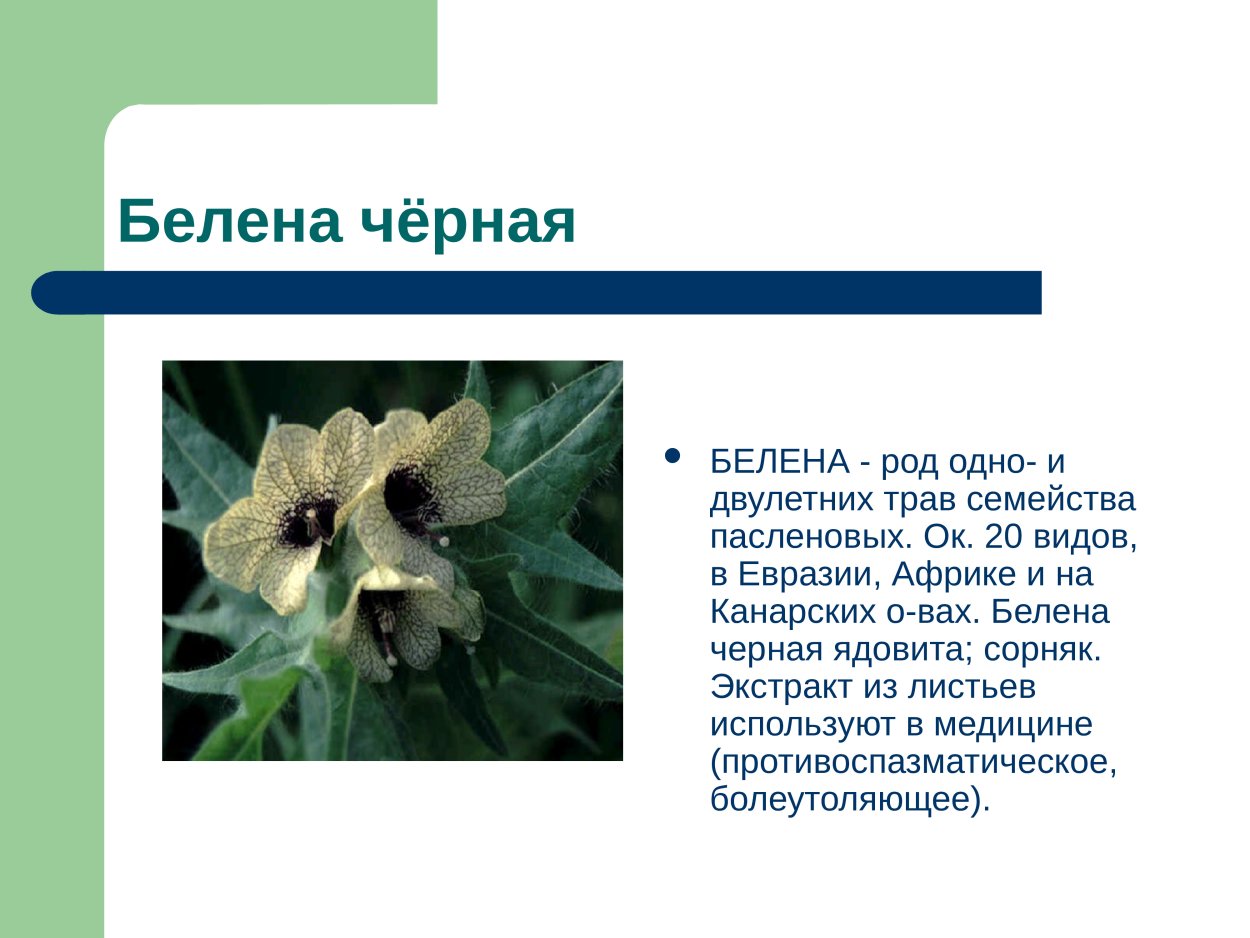 Белена Ботаническая иллюстрация