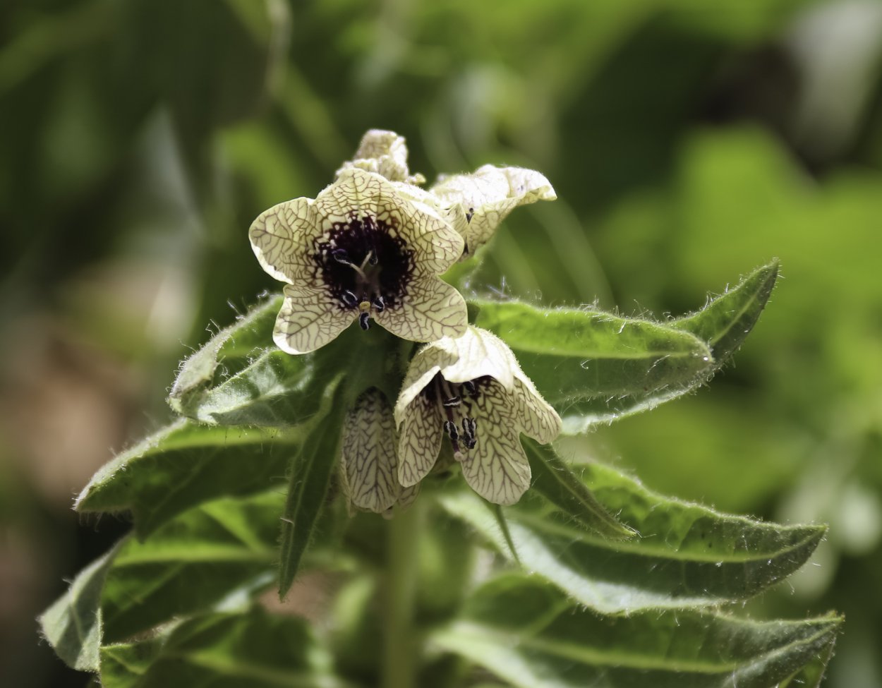 Белена черная (Hyoscýamus Níger)