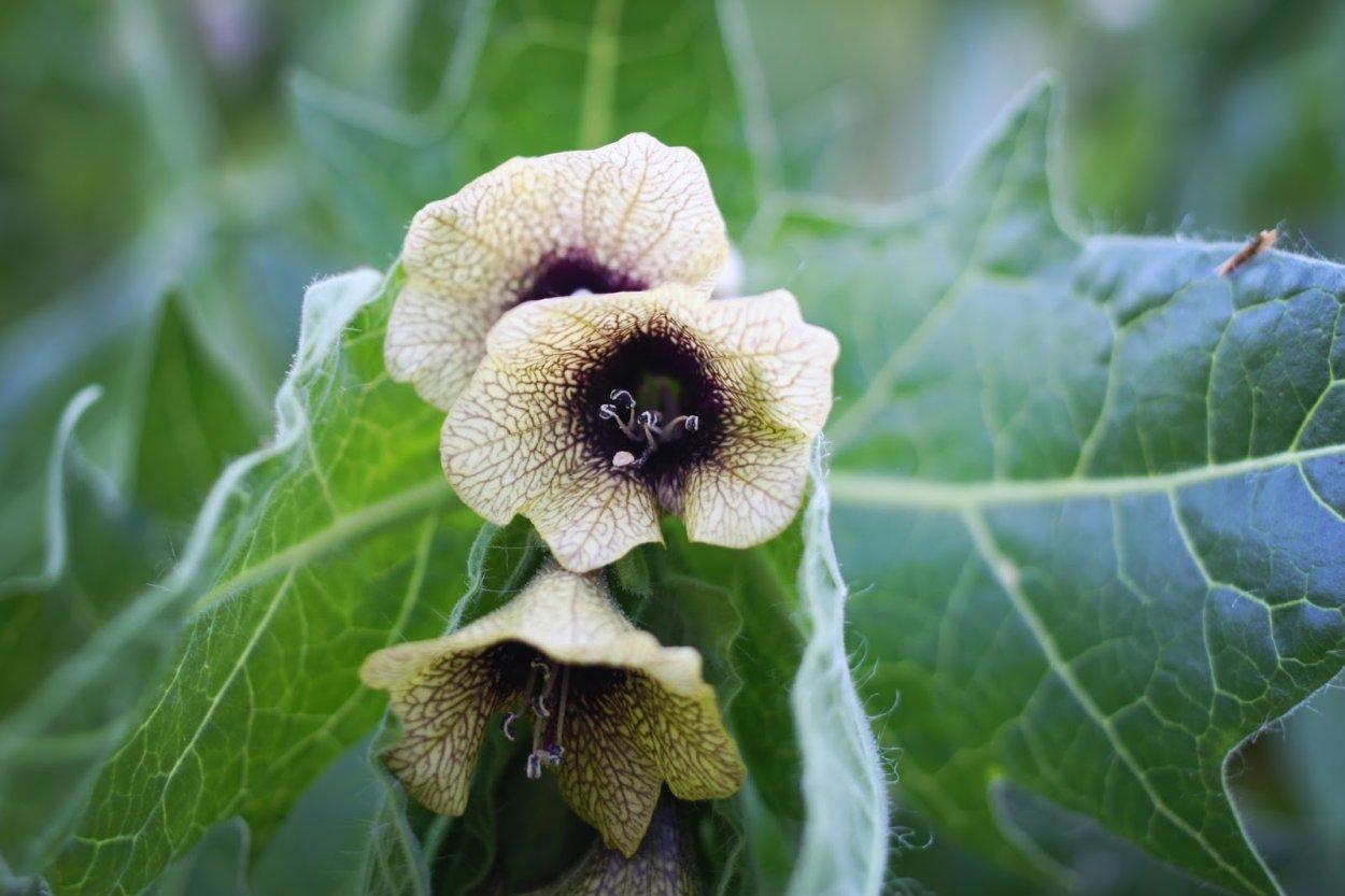 Дурман обыкновенный семена