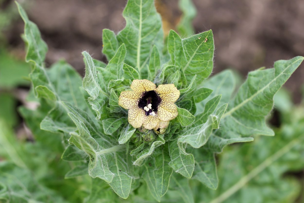 Дурман обыкновенный