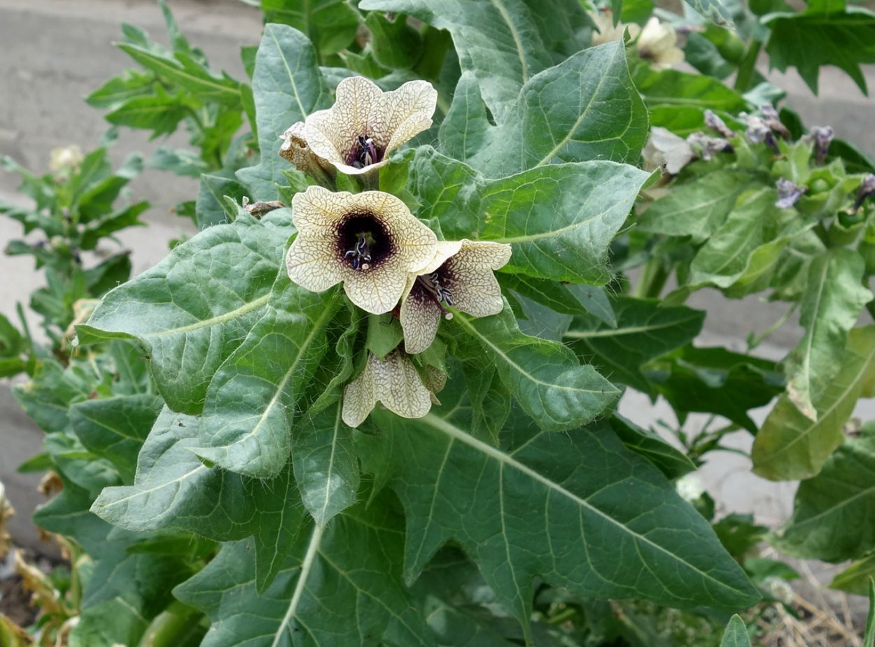 Белена растение семена