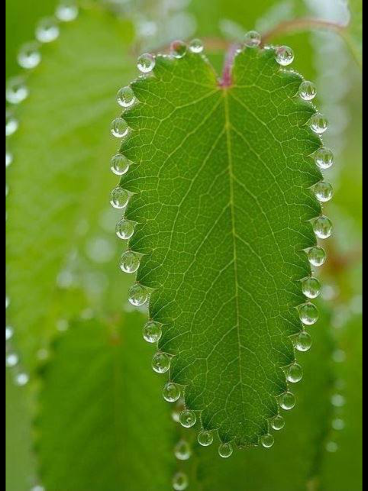 Красивые листья цветов