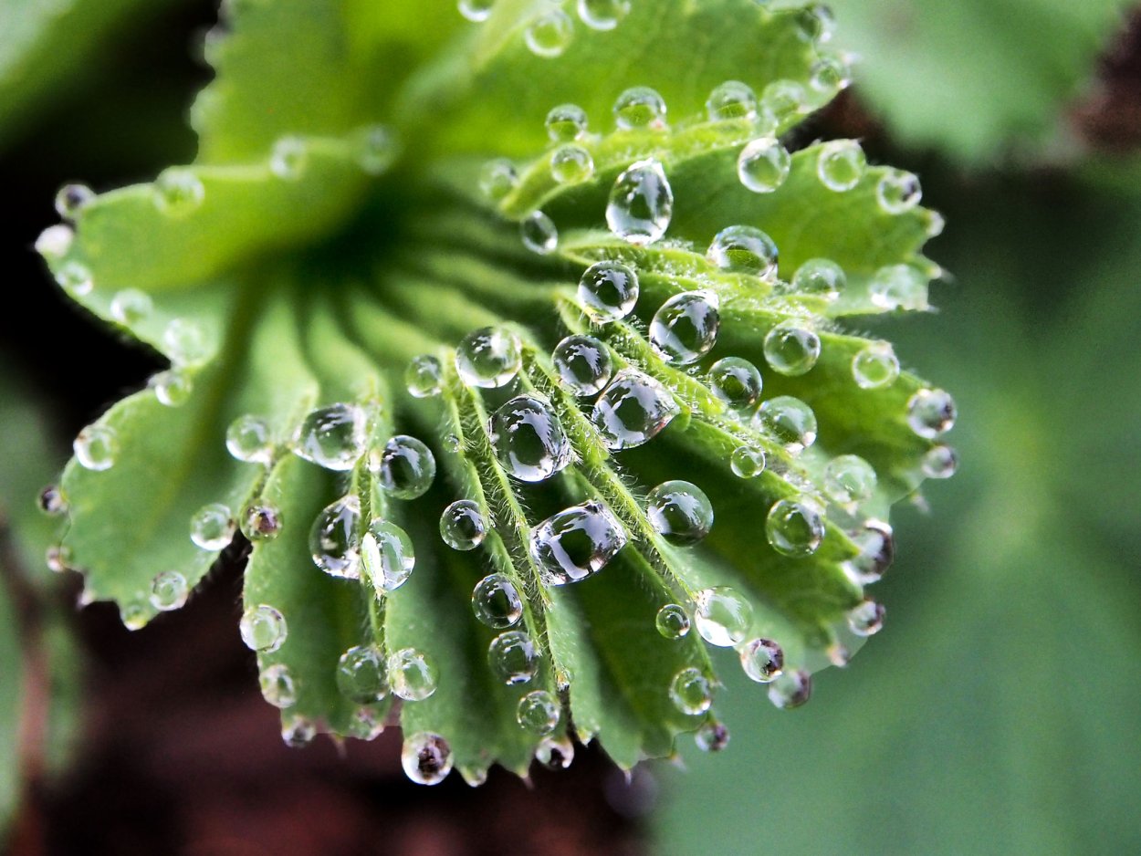 Манжетка гуттация