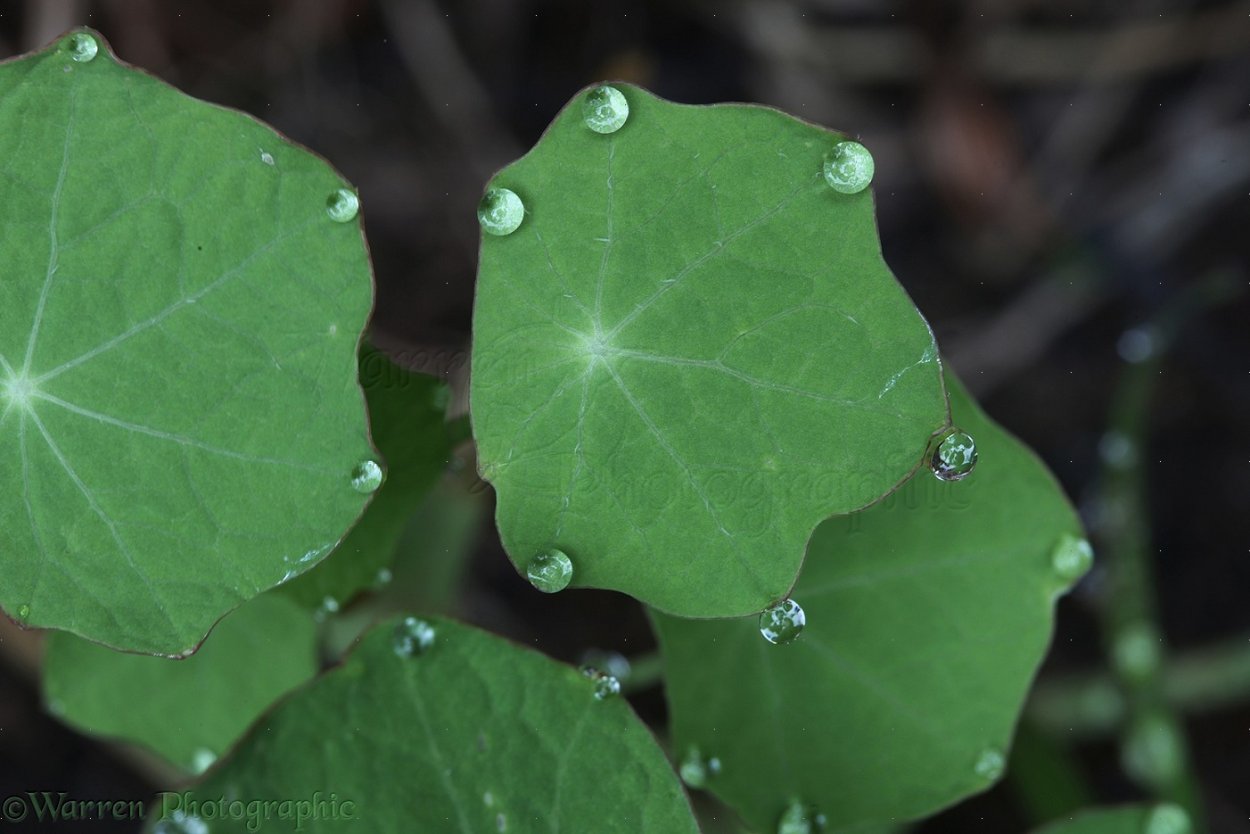 Транспирация гидатоды