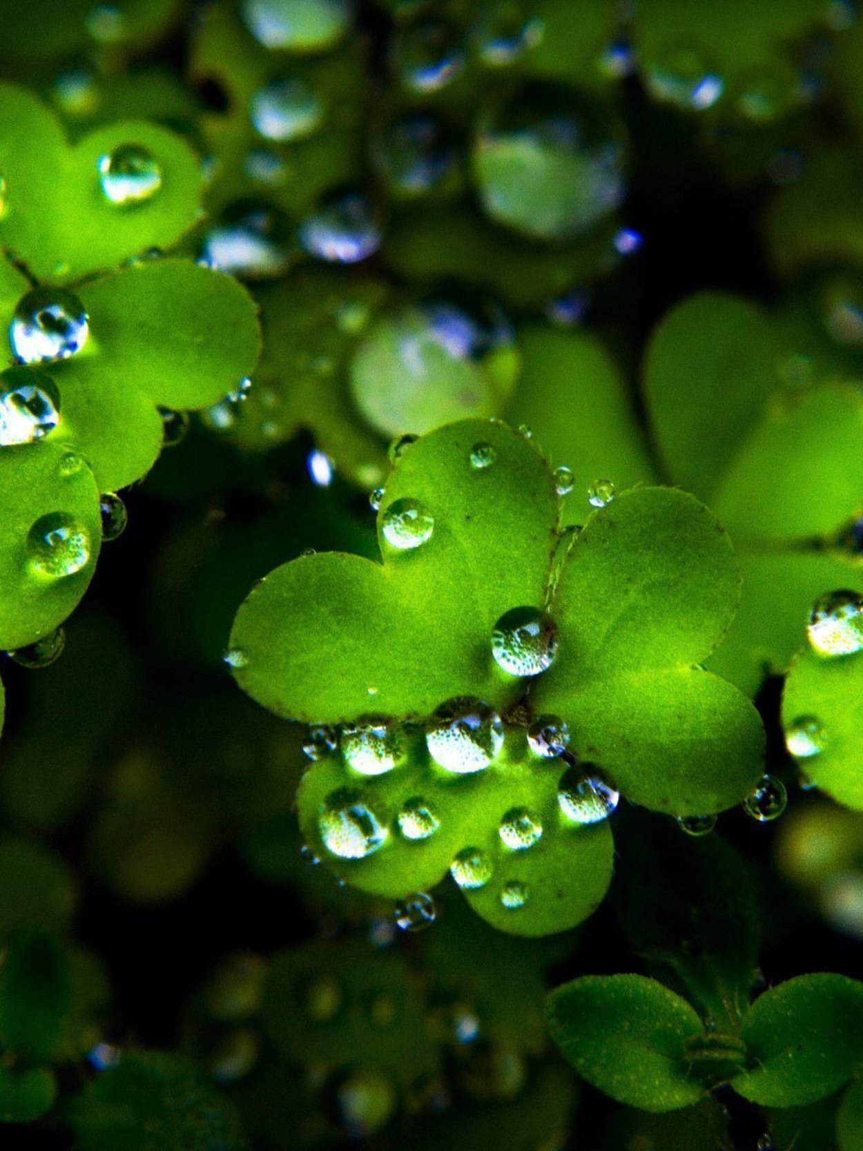 Макросъемка растений