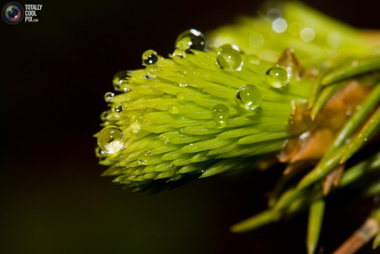 Обои на рабочий стол зелень