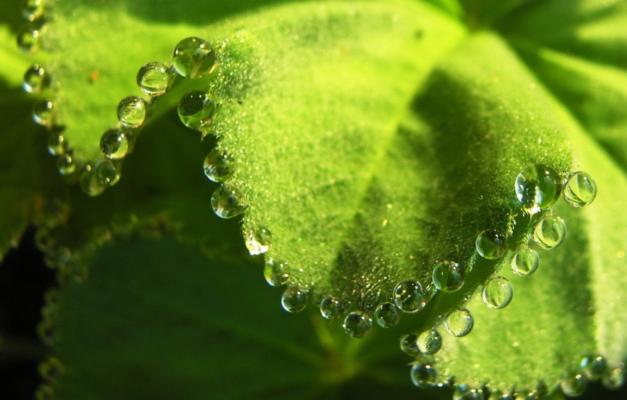 Листик с росинкой