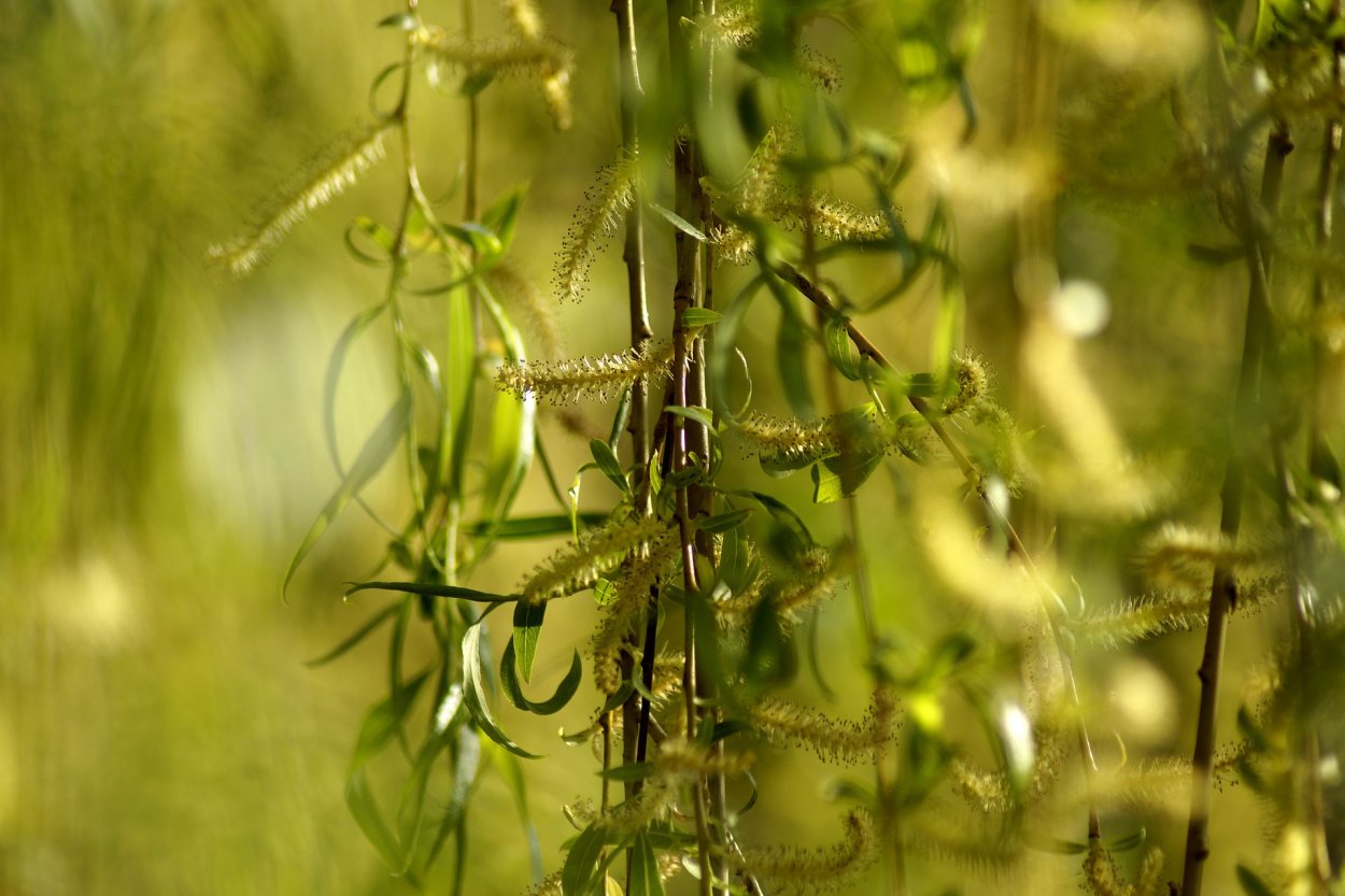 Клевер гуттация