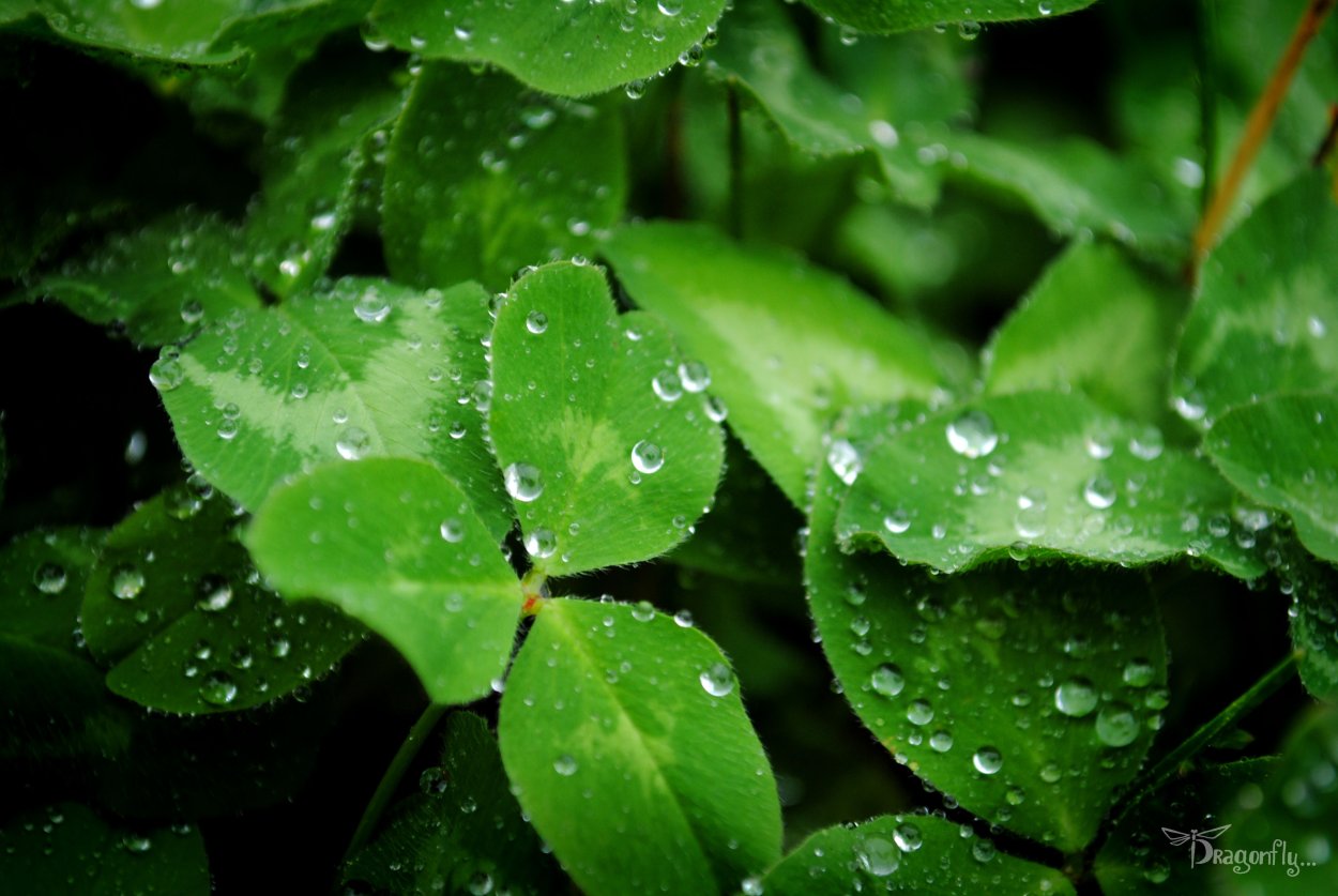 Красивые зеленые листья