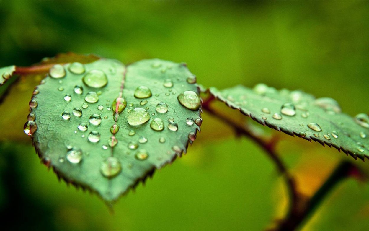 Листья макро