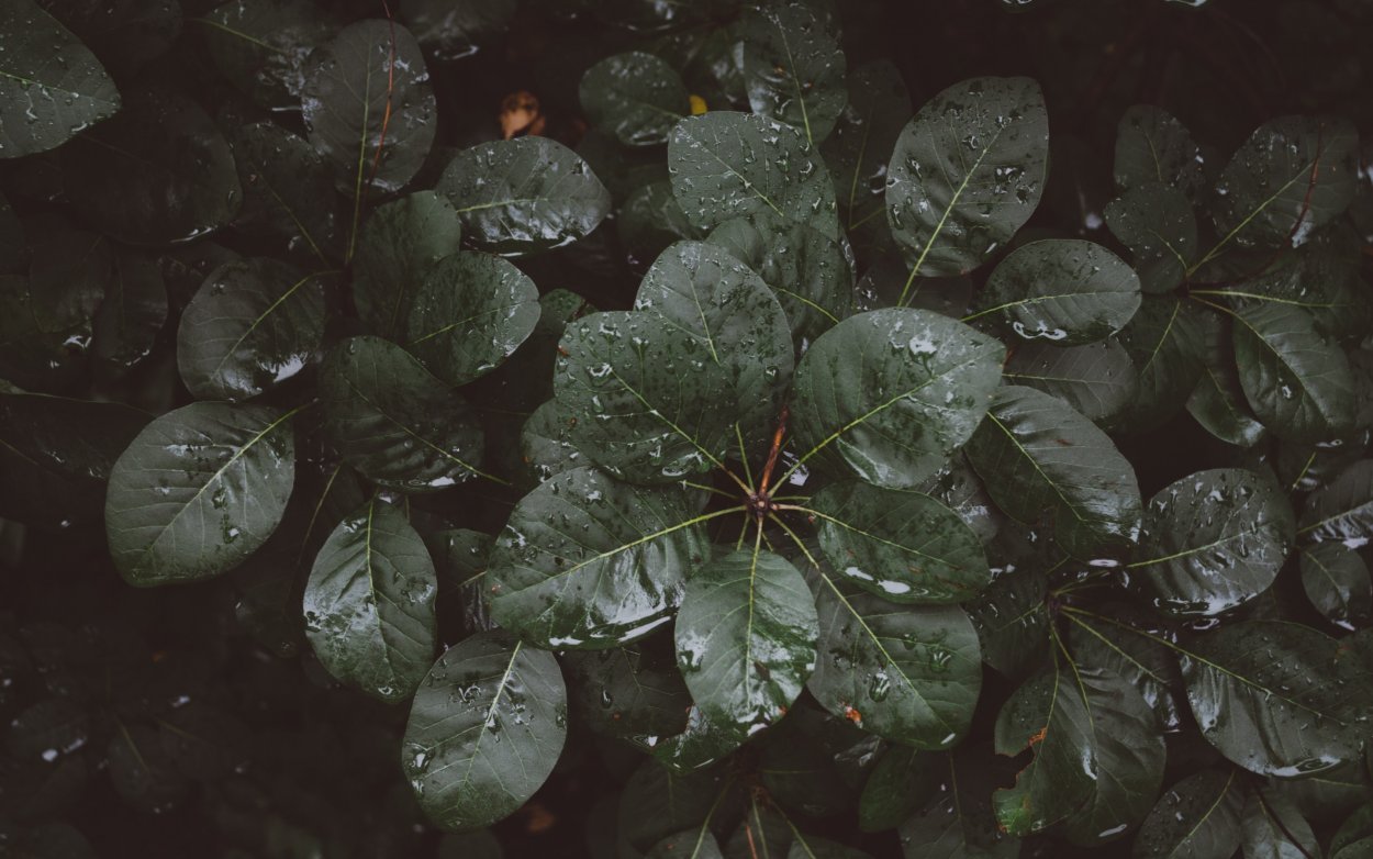 Листья макро