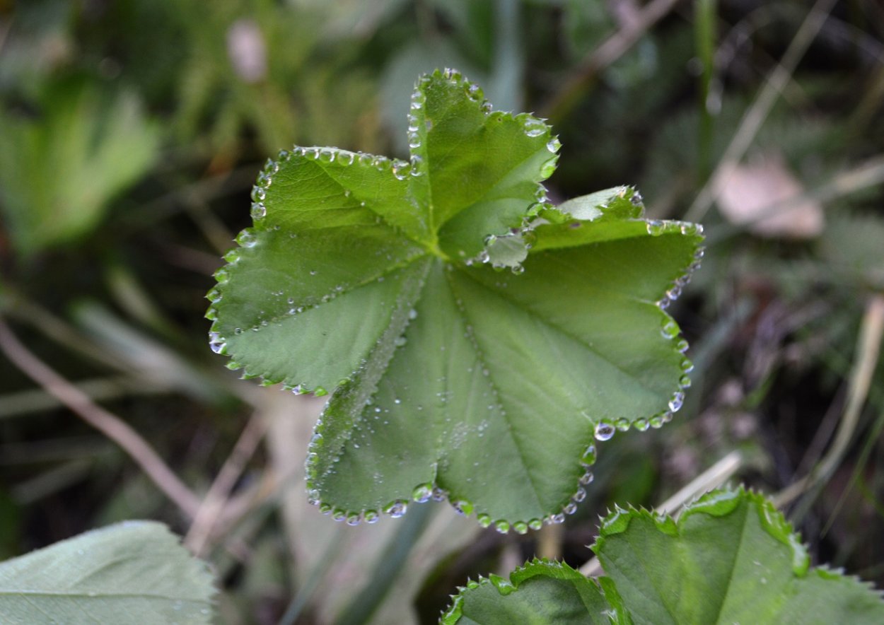Манжетка городчатая