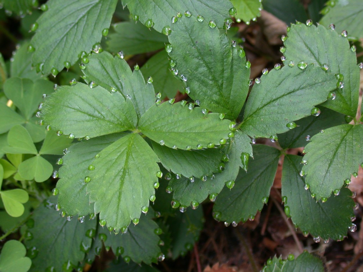 Земляника Садовая листья