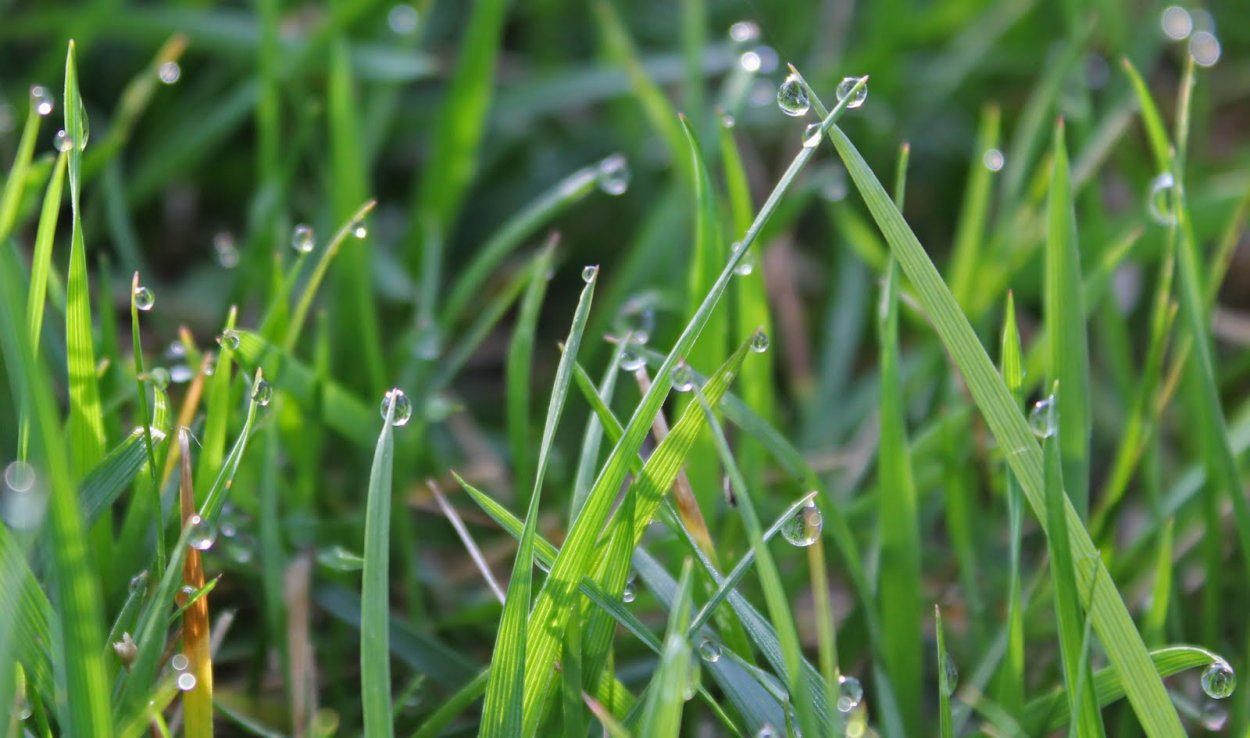 Гуттация ржи