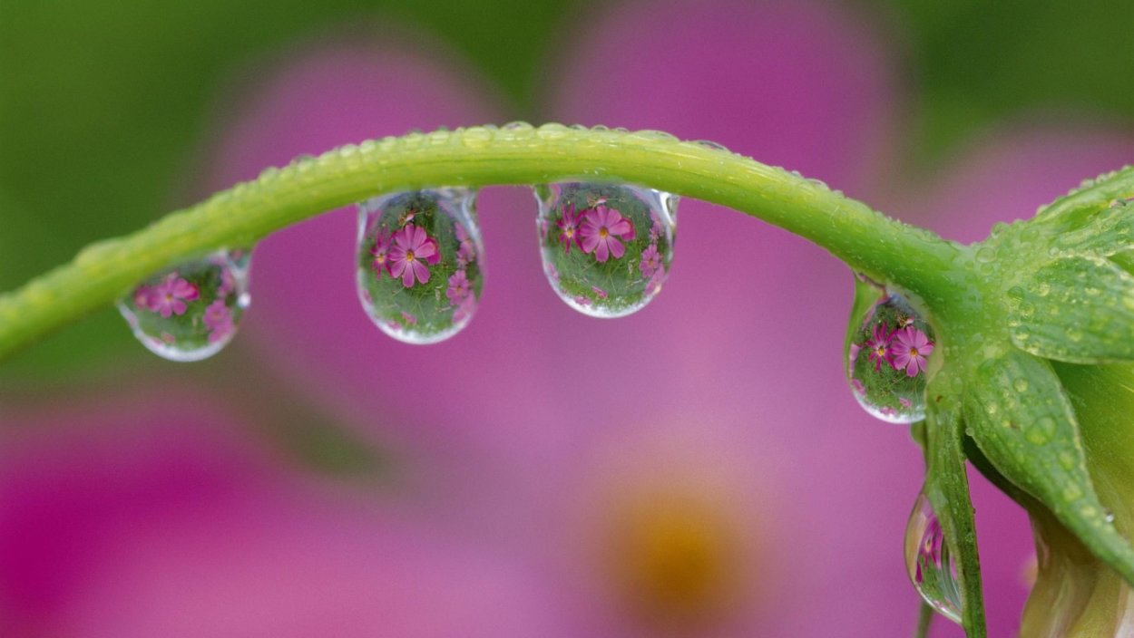 Росянка растение хищник