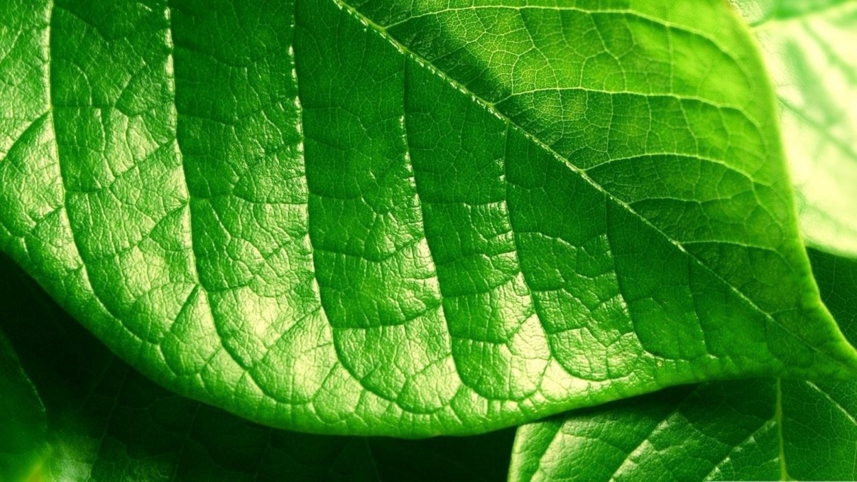 Листья растений