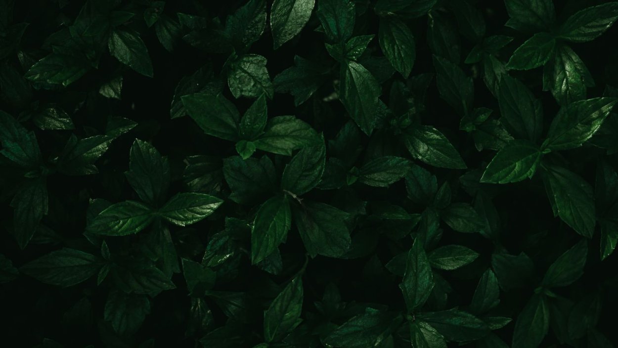 Рабочий стол листья темно-зеленые