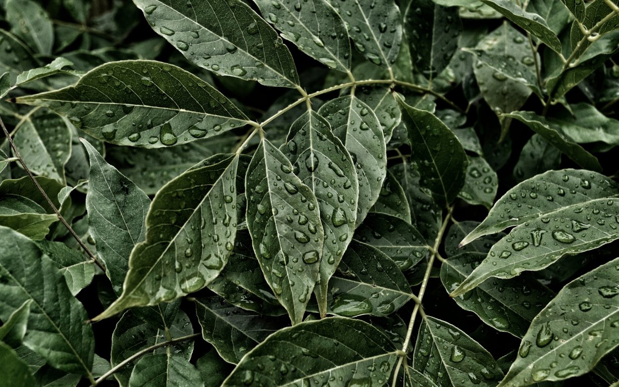 Обои листья