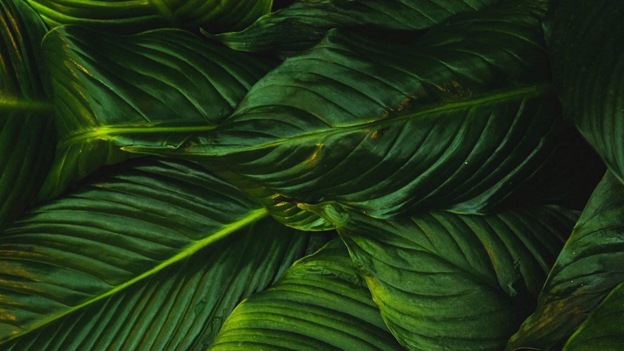 Тропические листья