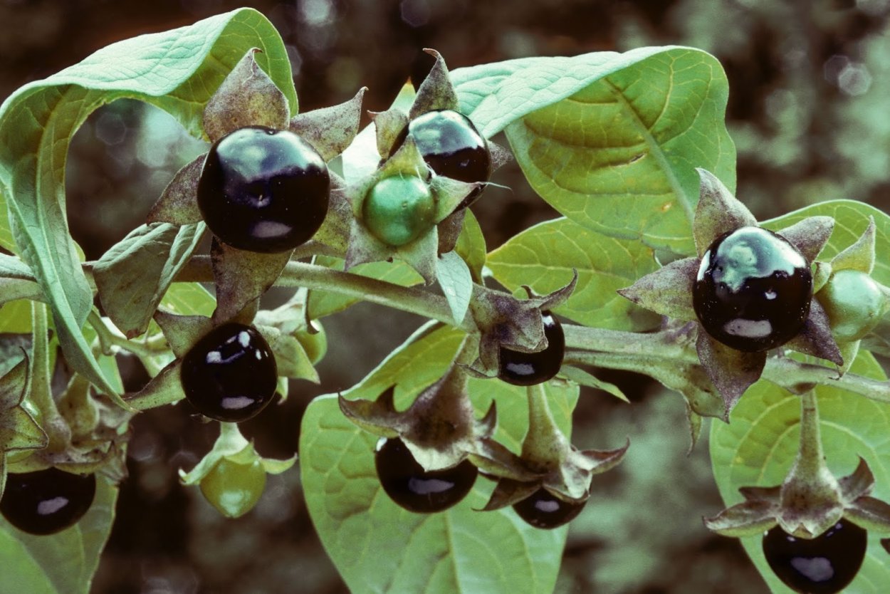Красавка белладонна Atropa Belladonna