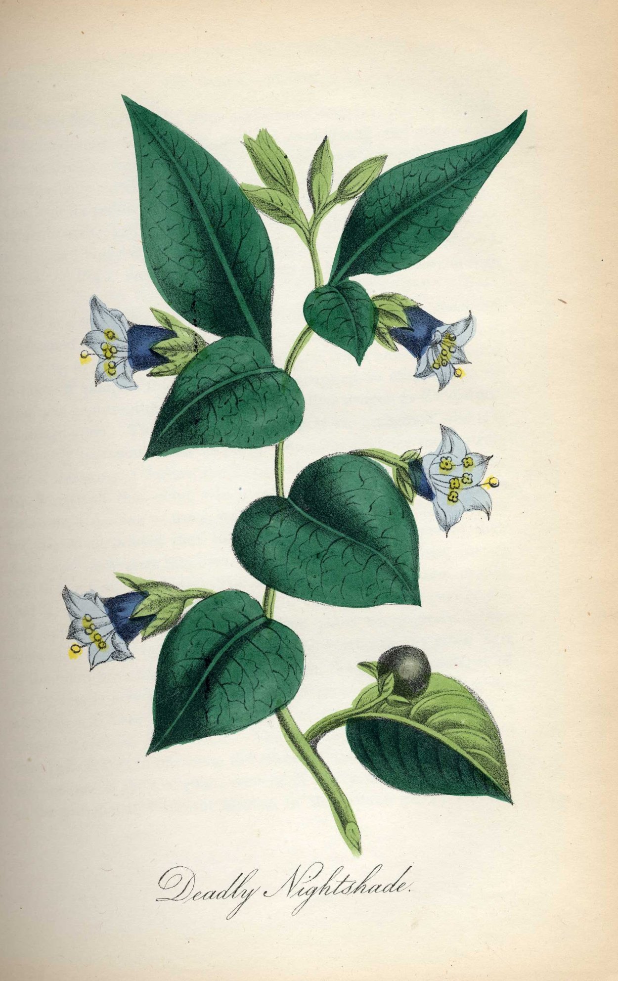 Белладонна ботаника