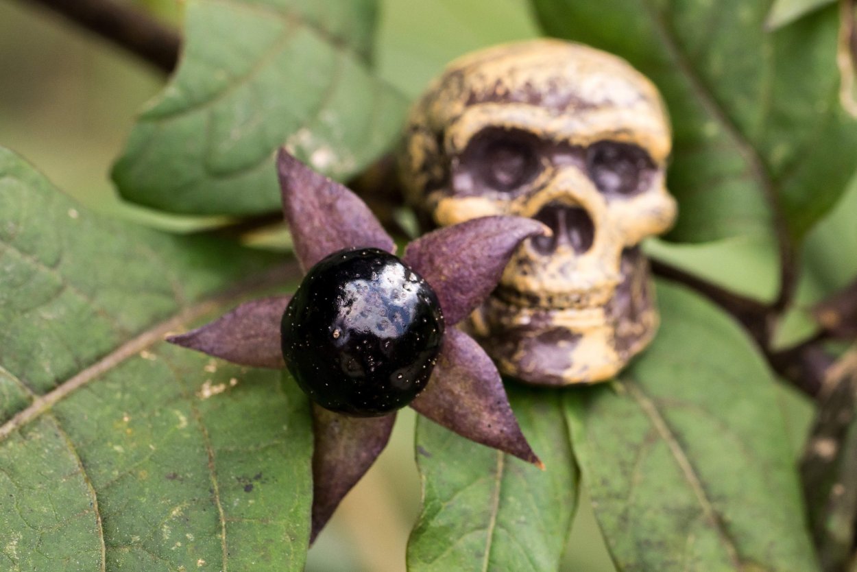 Белладонна растение глаза